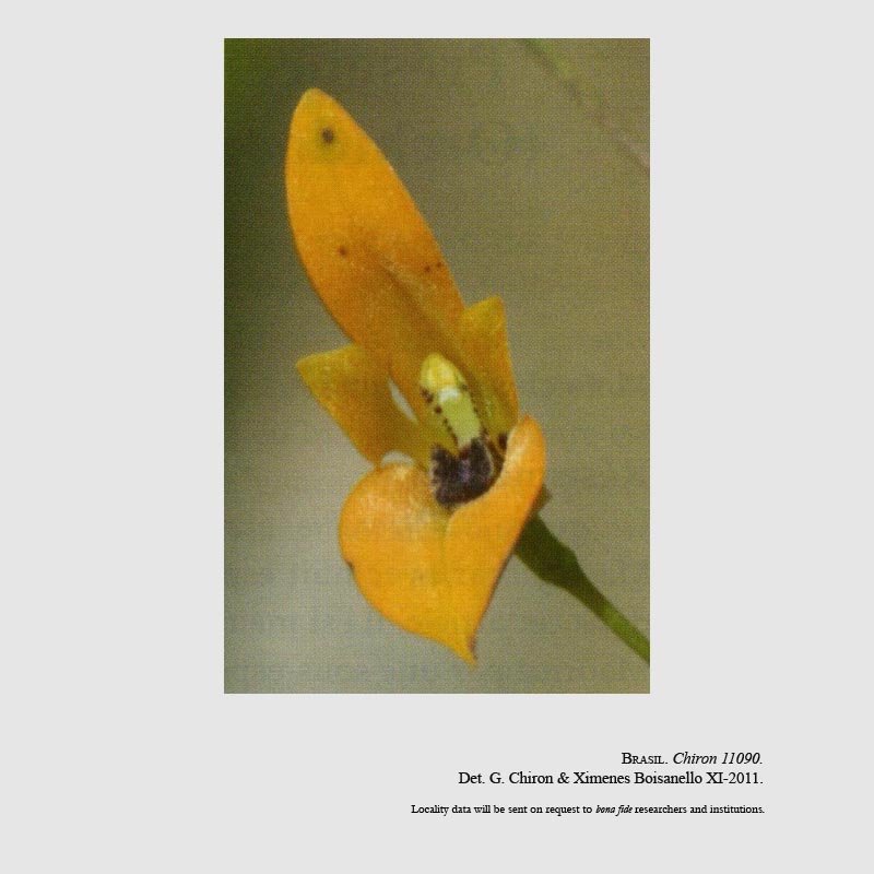 Pabstiella teschiana